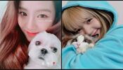 From Blackpink’s Jisso To Lisa: Adorable Looks Of K-Pop Idols With Their Cute Pets