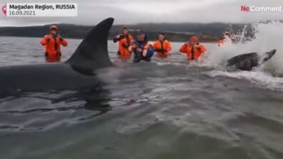 Heartwarming Video! A Killer Whale Cub Gets Rescued In Russia, Video Melts Hearts Of Netizens