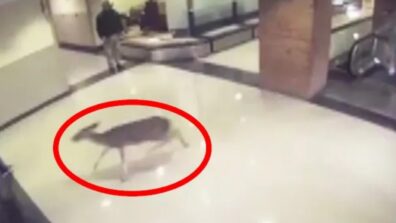 Heartwarming Video: A Wounded Deer Enters Hospital & Climbs Up An Escalator, Watch Emotional Moment