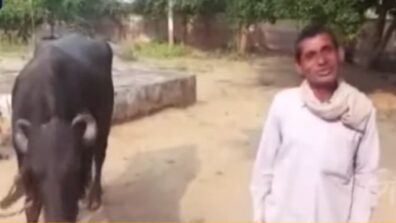 Hilarious Video! A Buffalo Refuses To Be Milked, Madhya Pradesh Farmer Goes to Police