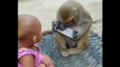 Hilarious Video! A Monkey & A Little Girl Snatching The Mobile From Each Other Has Left A Hearty Laugh