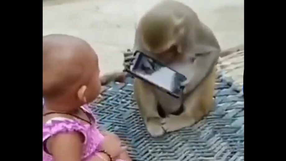 Hilarious Video! A Monkey & A Little Girl Snatching The Mobile From Each Other Has Left A Hearty Laugh 520095