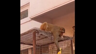 Hilarious Video: A Monkey Runs Away With Specs, Returns Them In Exchange Of Frooti Will Make You Go ROFL