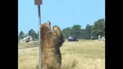 Oh My Lol! A Video Of A Bear Who Seems To Be Dancing But In Reality, It Is Just Scratching Its Back, Watch