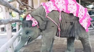 OMG! So Cute! Baby Elephant Wearing Pink Bow And Cover Enjoying Sugarcane Treats Will Leave You Saying Aww