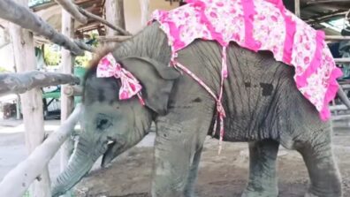 OMG! So Cute! Baby Elephant Wearing Pink Bow And Cover Enjoying Sugarcane Treats Will Leave You Saying Aww