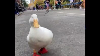 Too Cute! A Video Of A Duck Participating In The New York City Marathon Has Left The Netizens Amused