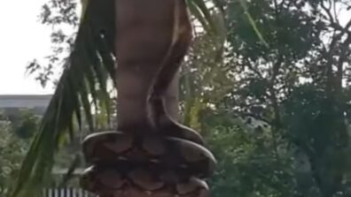 Viral Video: THIS massive python climbs up a tall palm tree in a shocking way, Watch