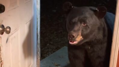 Watch: A Bear Closes The Door On Woman’s Instruction, Has Left The Internet Stunned For Real