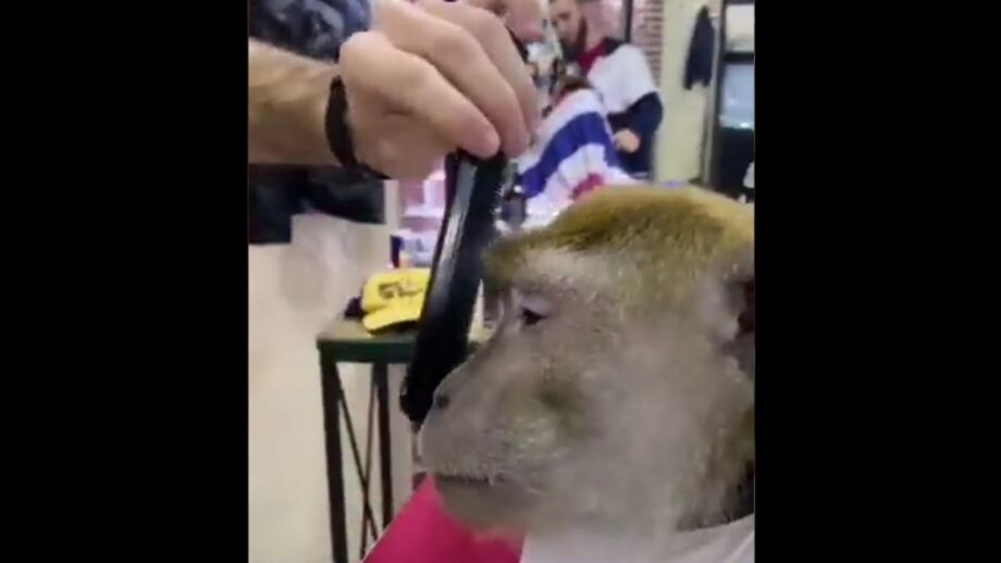 Watch: A Video Of Monkey Visiting Barber Shop To Get A Shave Has Gone Viral 520098