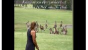Watch: An Amateur Golfer Was Left Stunned After A Mob Of Kangaroos Charged Up The Fairway On A Golf Course In Australia