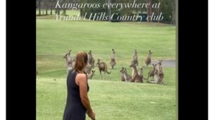 Watch: An Amateur Golfer Was Left Stunned After A Mob Of Kangaroos Charged Up The Fairway On A Golf Course In Australia