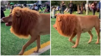 Pawsome Video! A Dog Dressed As A Lion, Walking Casually Sporting A Fabulous Looking Mane, Watch