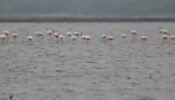 A Flock Of Flamingos At Tamil Nadu Sanctuary Are A Treat To The Eyes, Watch Viral Video