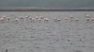 A Flock Of Flamingos At Tamil Nadu Sanctuary Are A Treat To The Eyes, Watch Viral Video