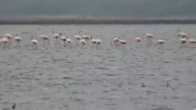 A Flock Of Flamingos At Tamil Nadu Sanctuary Are A Treat To The Eyes, Watch Viral Video