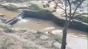 A video of a duck playing hide and seek with a tiger has gone viral