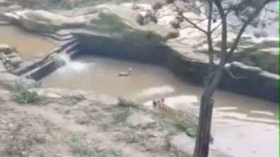 A video of a duck playing hide and seek with a tiger has gone viral