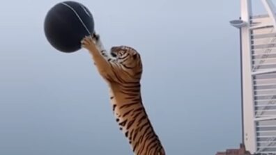 A Video Of A Tiger Bursting A Balloon Is Spinning On The Internet Like Crazy, Watch Now