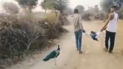 An Extremely Touching Video Of Peacock Refusing To Let Go Of Its Partner Even After Its Death Will Make You Sentimental, Watch