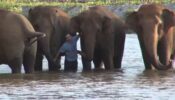 Awww! A Herd of Elephants Reunited With Caretaker After 14 Months, Video Makes Netizens Emotional, Watch