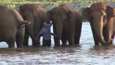 Awww! A Herd of Elephants Reunited With Caretaker After 14 Months, Video Makes Netizens Emotional, Watch