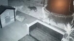 Man Captures Ghost Dog Playing With His Pet on CCTV, Netizens Don’t Believe It, Watch