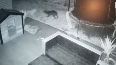 Man Captures Ghost Dog Playing With His Pet on CCTV, Netizens Don’t Believe It, Watch