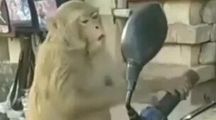 Oh So Awwdorable! A Hilarious Video Of A Monkey Checking Himself Out In The Mirror, His Reaction Will Make You Giggle