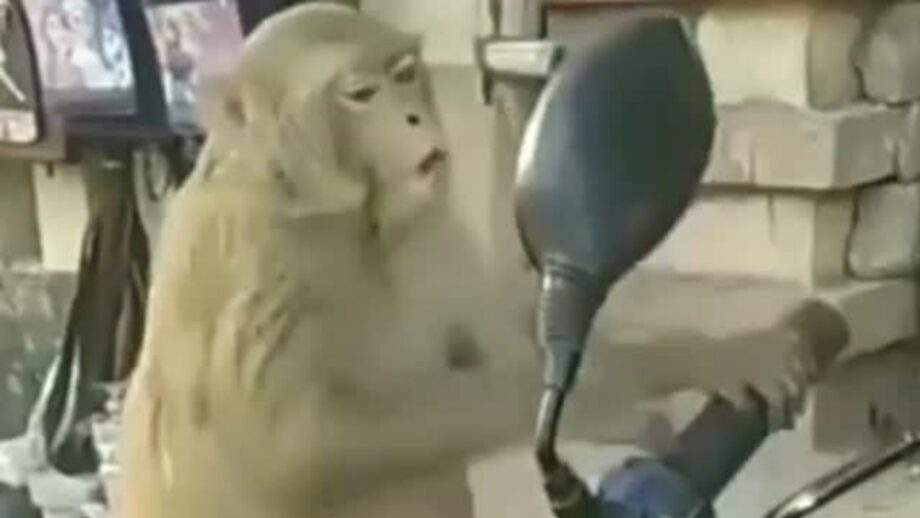 Oh So Awwdorable! A Hilarious Video Of A Monkey Checking Himself Out In The Mirror, His Reaction Will Make You Giggle 532727