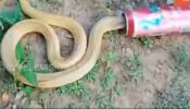 OMG: A 4-Foot-Long Venomous Cobra Got Its Head Stuck In A Can, Watch