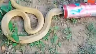 OMG: A 4-Foot-Long Venomous Cobra Got Its Head Stuck In A Can, Watch