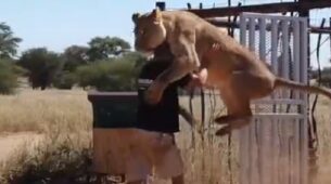 Omg! A Lioness Jumps On Man As He Opens Cage Gate, Watch What Happens Next