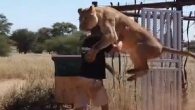 Omg! A Lioness Jumps On Man As He Opens Cage Gate, Watch What Happens Next