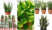 Plants You Must Have In Your Little Nursery