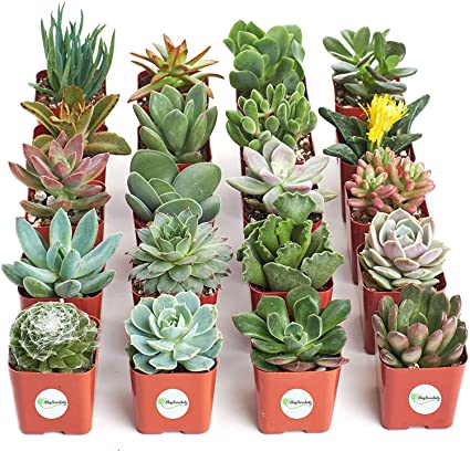 Plants You Must Have In Your Little Nursery - 2