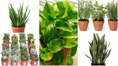 Plants You Must Have In Your Little Nursery