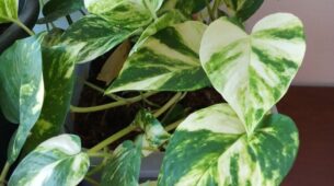 5 Plants To Keep In Your Home