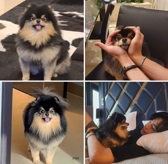 Times when BTS V couldn’t stop showing off his cute pet on the internet, Check out best pictures of Yeontan shared by V - 4