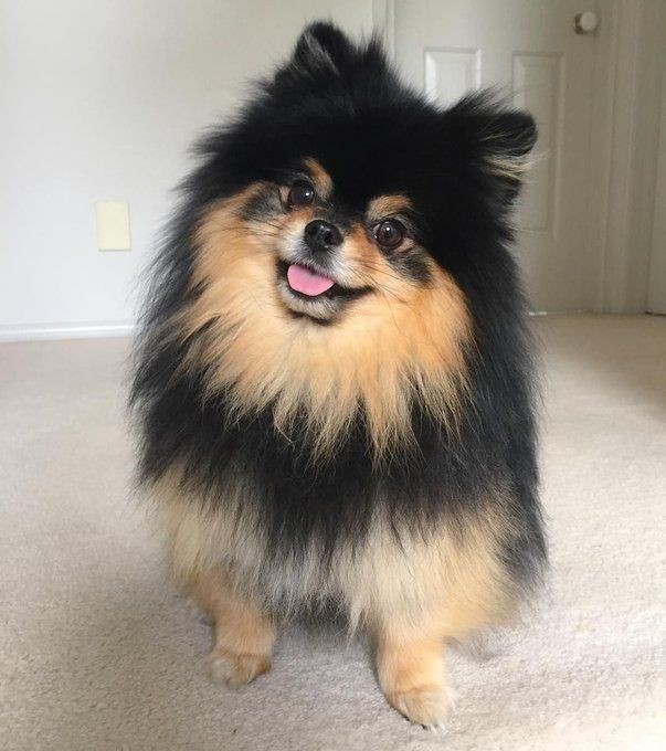 Times when BTS V couldn’t stop showing off his cute pet on the internet, Check out best pictures of Yeontan shared by V - 5