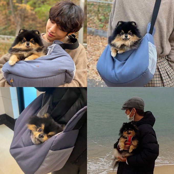 Times when BTS V couldn’t stop showing off his cute pet on the internet, Check out best pictures of Yeontan shared by V - 6