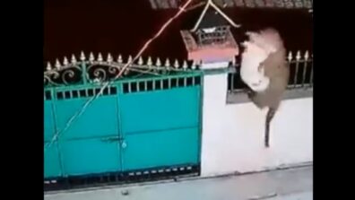 Viral Video: A Leopard Attacks Pet Dog By Jumping Over A Gate, Watch