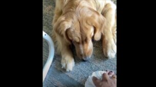 Watch: A Cute Video Of A Dog Can Be Seen Taking Care Of Its Owner’s Sprained Foot Has Melted The Hearts Of Netizens