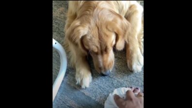 Watch: A Cute Video Of A Dog Can Be Seen Taking Care Of Its Owner’s Sprained Foot Has Melted The Hearts Of Netizens