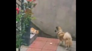 A Pet Dog Won Hearts On The Internet After It Was Caught On Camera Sharing Its Food With A Stray Cat