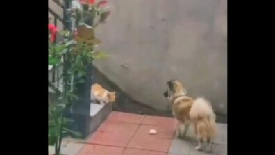 A Pet Dog Won Hearts On The Internet After It Was Caught On Camera Sharing Its Food With A Stray Cat