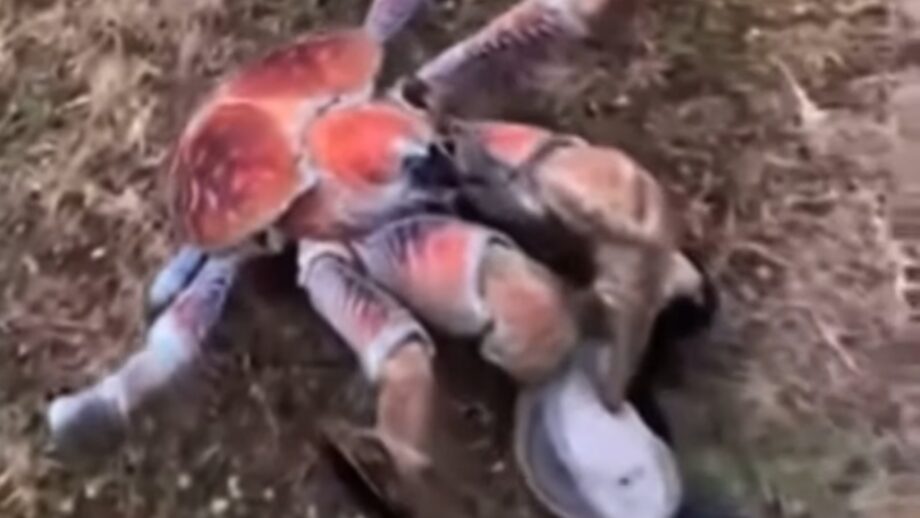 Watch: A Video Of Giant Crab Snapping A Golf Club In Half Has Gone Viral 541392