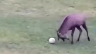 Watch: An Old Video Of A Deer Scoring A Goal Has Gone Viral Once Again