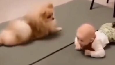 Wow, Amazing! A Viral Video of A Dog Teaching Baby To Crawl Has Won Millions Of Hearts