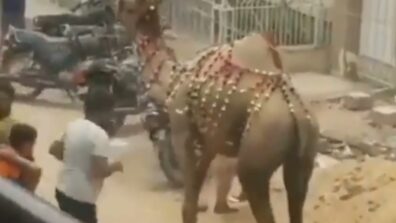 A Man Tried To Hit The Camel On Its Leg From The Back & Got Instant Karma, Watch Viral Video